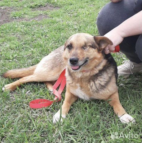 Лиза особенная собака улыбка