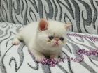 Голубоглазый котик экзотик объявление продам