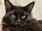 Черный солид кот мейн кун,носитель тика,вязка