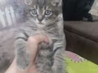 Котенок мальчик бесплатно сибирской кошки