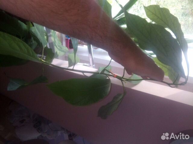 Саженцы авокадо