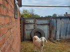 Заано-нубийская коза объявление продам