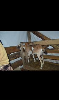Альпо-нубийская коза - фотография № 2