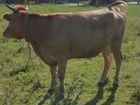 Корова дойная и телка объявление продам