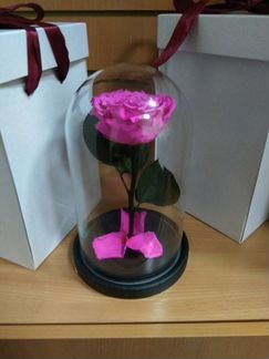 Роза в Колбе