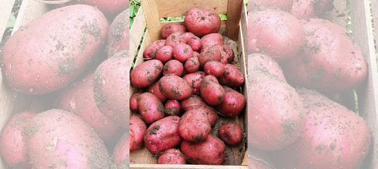 Сорт шарвари пирошка характеристика. Картофель Шарвари Пирошка. Семенной картофель Шарвари пирожка. Сорт Шарвари Пирошка. Картофель сорт Шарвари Пирошка описание сорта фото отзывы.