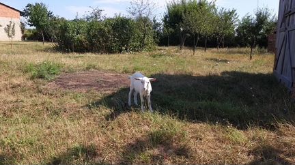 Продам дойную козу с козочкой - фотография № 1
