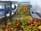 Упаковщики яблок на склад