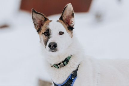 Шпиц в добрые руки