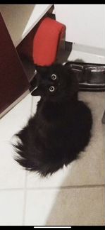 Кошка 5 лет