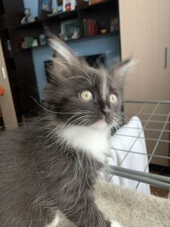 Кошечка 2месяца,метисочка с ангельским характером