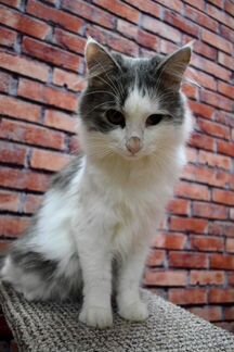 Котик Винни 1,5 года