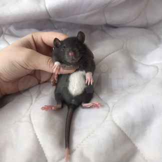 Крысята дамбо