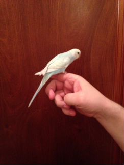 Ручной самец