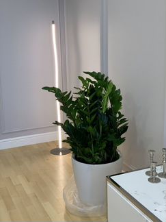 Замиокулькас замиелистный