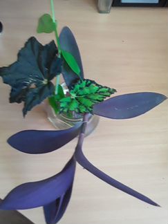 Бегония, традесканция