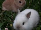 Кролики декоративные, карликовые, супер мини карли