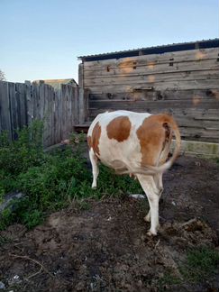 Корова стельная, возраст 3 года и 6 месяцев - фотография № 2