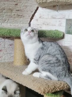 Шотландский кот