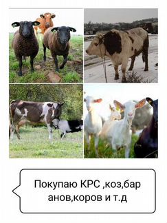 Быки коровы на мясо