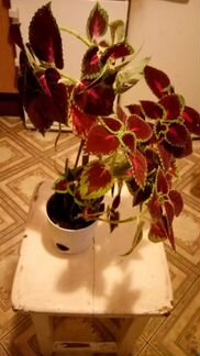 Крапива декоративная