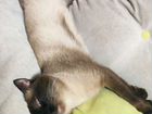 Тайский кот, вязка