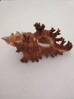 Ракушка морская