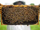 Улей с пчелами: