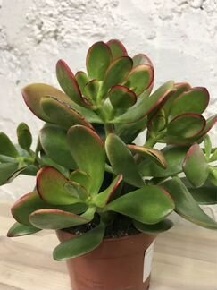 Крассула Ovata Sanset