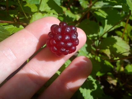 Княженика садовая