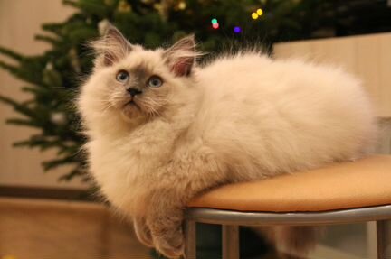 Невское маскарадное чудо