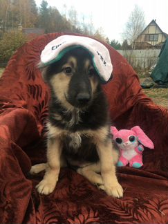 Щенок Чили в добрые руки