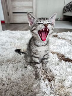 Кот