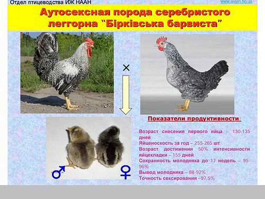 Цыплята как отличить петушка