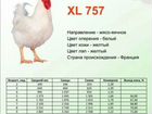 Цыплята бройлера XL-757 объявление продам