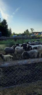 Овцы, бараны,ярки,на мясо.Все вопросы по тел - фотография № 6