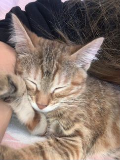 Кошка