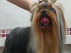 Йоркширский терьер щенок с родословной объявление продам