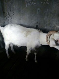 Продам дойных коз и заанонубийских козочек - фотография № 5