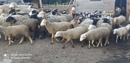 Продам овец, баранов - фотография № 1