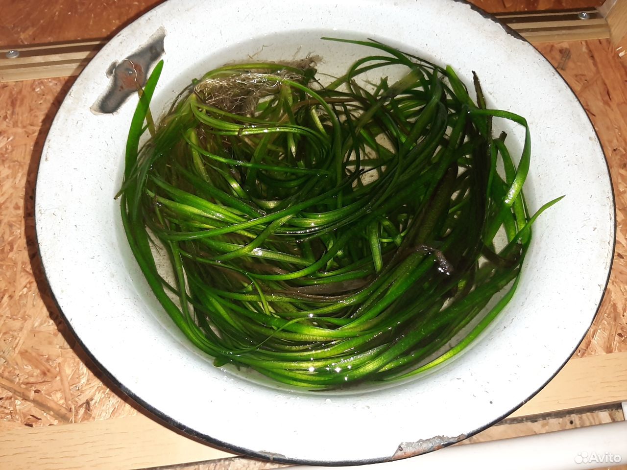 Vallisneria