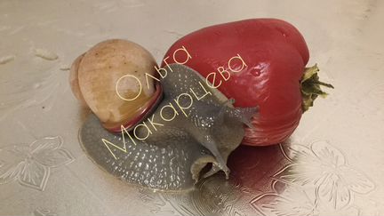 Мегалобулимус облонгус (улитка мегас)