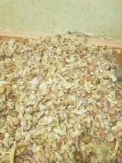 Чеснок зубками