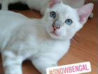 Бенгальские котята Снежного окраса объявление продам