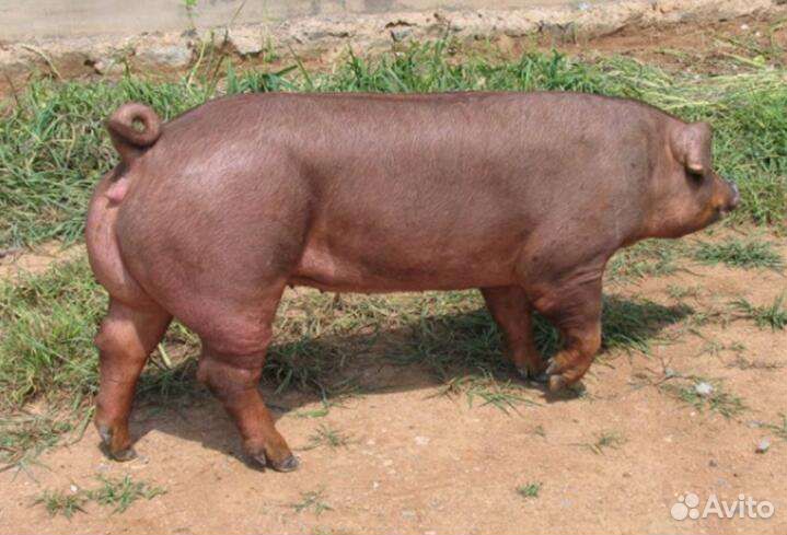 Свиная порода дюрок