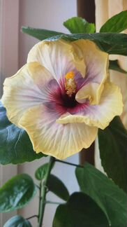 Гибискус Space Oddity