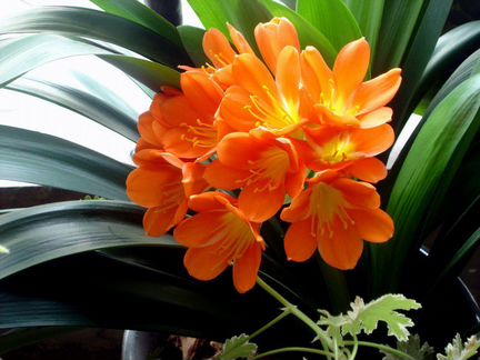 Кливия трехлетняя (детки)