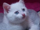 Котëнок с голубыми глазами