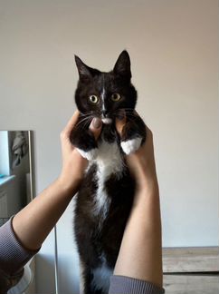 Котенок Мышонок в добрые руки