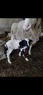 Овцы и козы нубийские стадо - фотография № 1